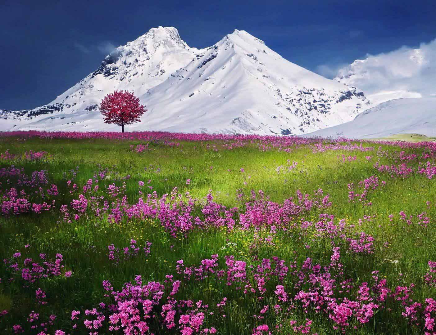 03.01.006 bloemenveld met sneeuwgebergte alphen liggend