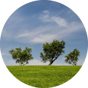 03.01.009 landschapen met bomenrij cirkel