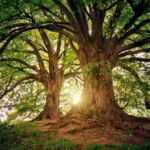 03.01.012 twee eikenbomen met grote wortels liggend