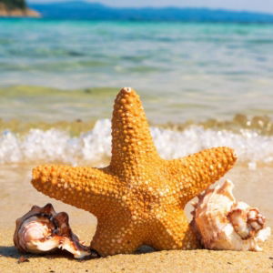 03.03.003 strand met zeester liggend