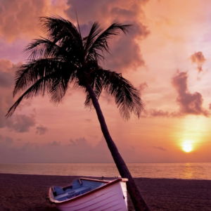 03.03.017 bootje bij palmboom op het strand staand