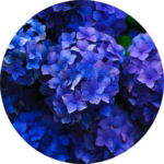 03.04.001 blauwe hortensia cirkel