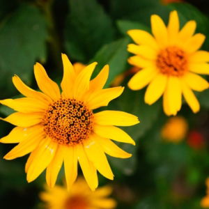 03.04.002 zonnebloem close up liggend