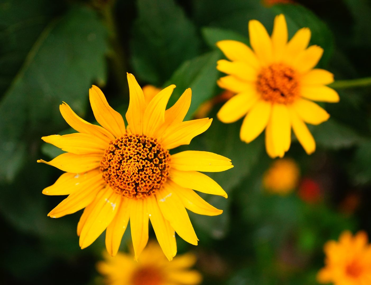 03.04.002 zonnebloem close up liggend