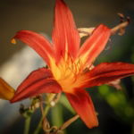 03.04.003 bruine daglelie liggend