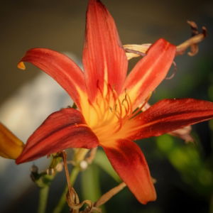 03.04.003 bruine daglelie liggend