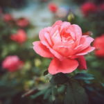 03.04.004 camellia bloem liggend