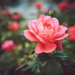 03.04.004 camellia bloem liggend