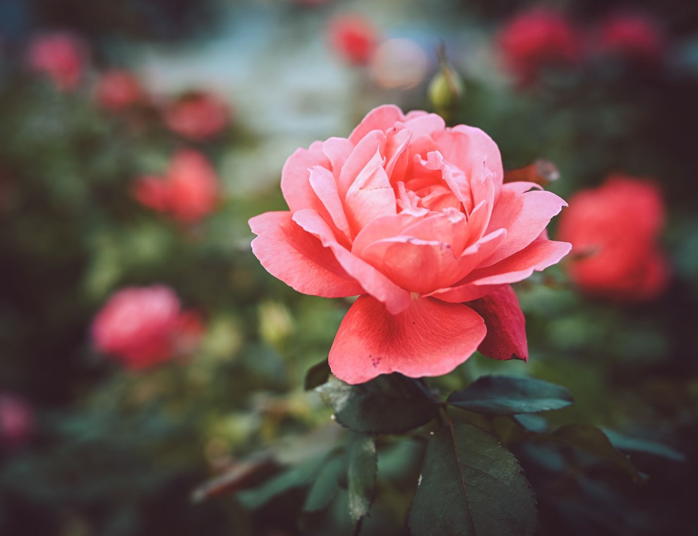 03.04.004 camellia bloem liggend