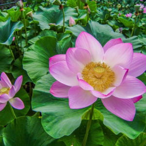 03.04.006 indiase lotusbloem liggend