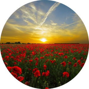 03.04.007 rode bloemen met zonsondergang cirkel