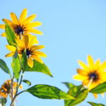 03.04.008 zonnebloemen plant liggend