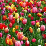 03.04.009 tulpenweelde liggend