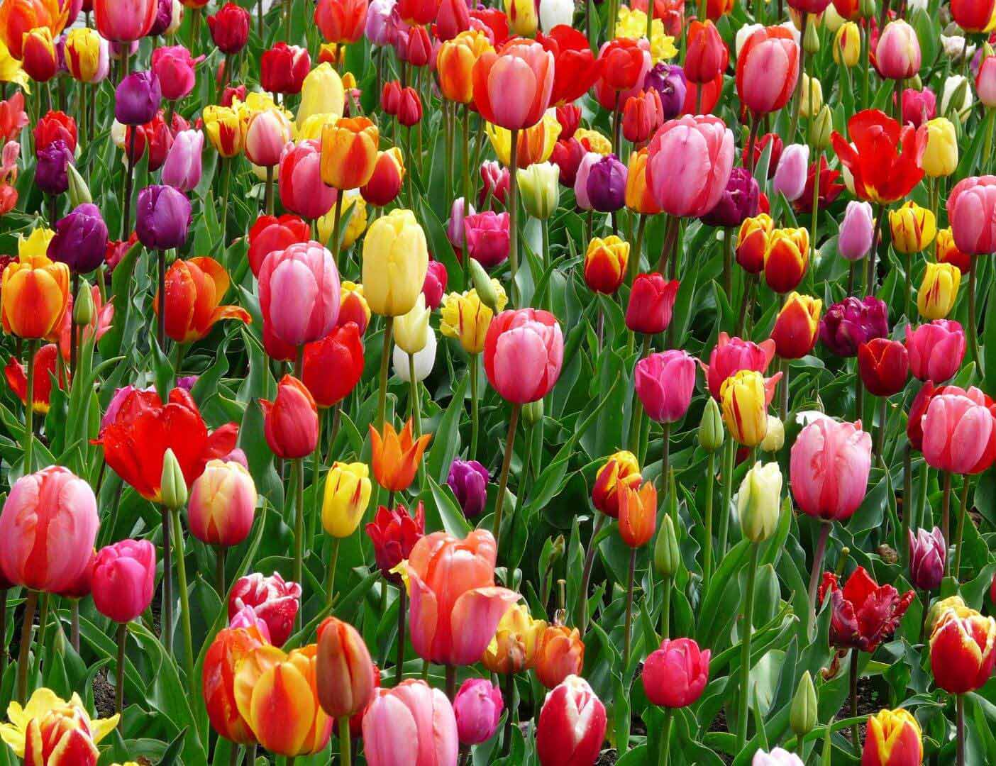 03.04.009 tulpenweelde liggend