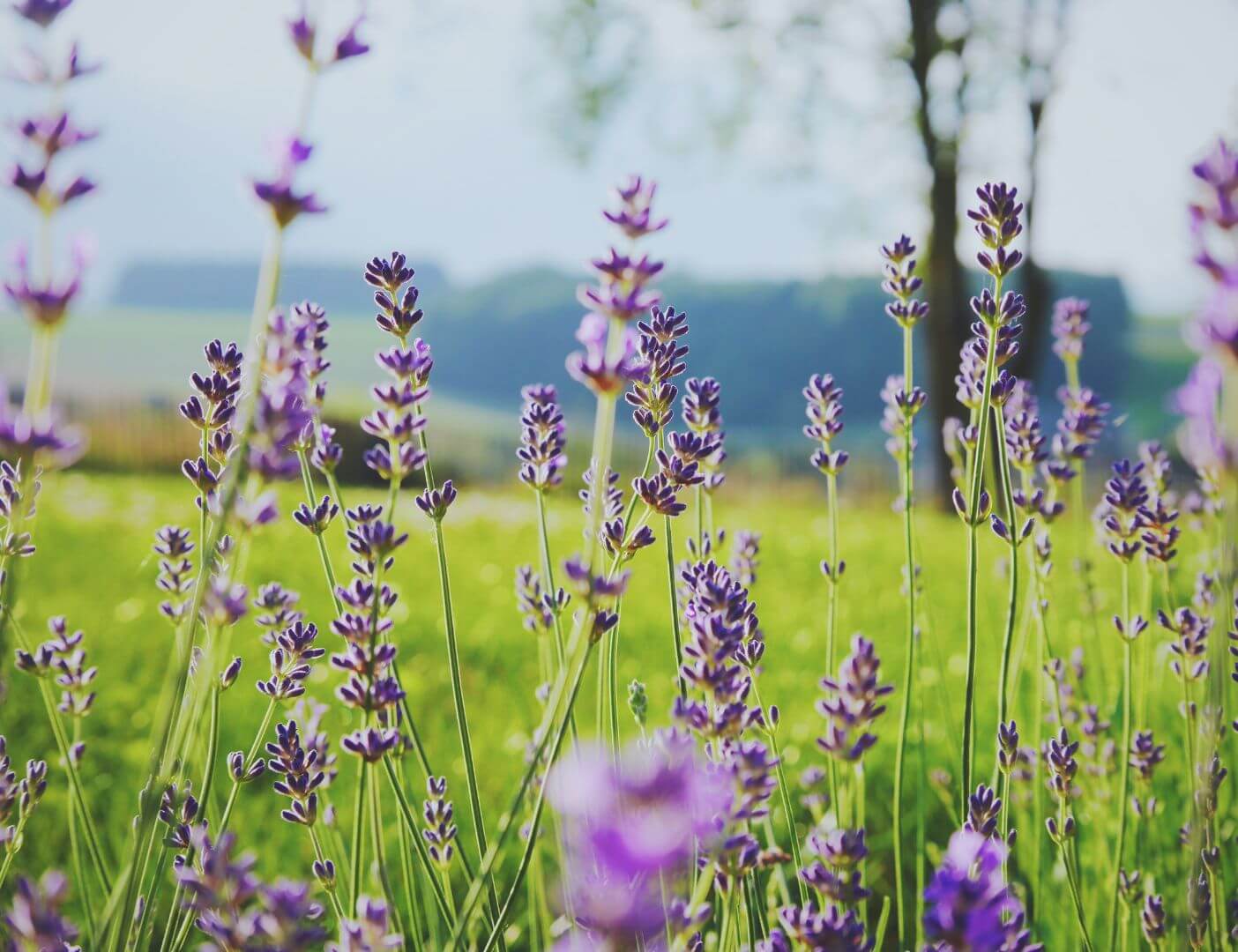 03.04.010 lavendel sprieten liggend