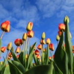 03.04.012 tulpen met blauwe lucht liggend