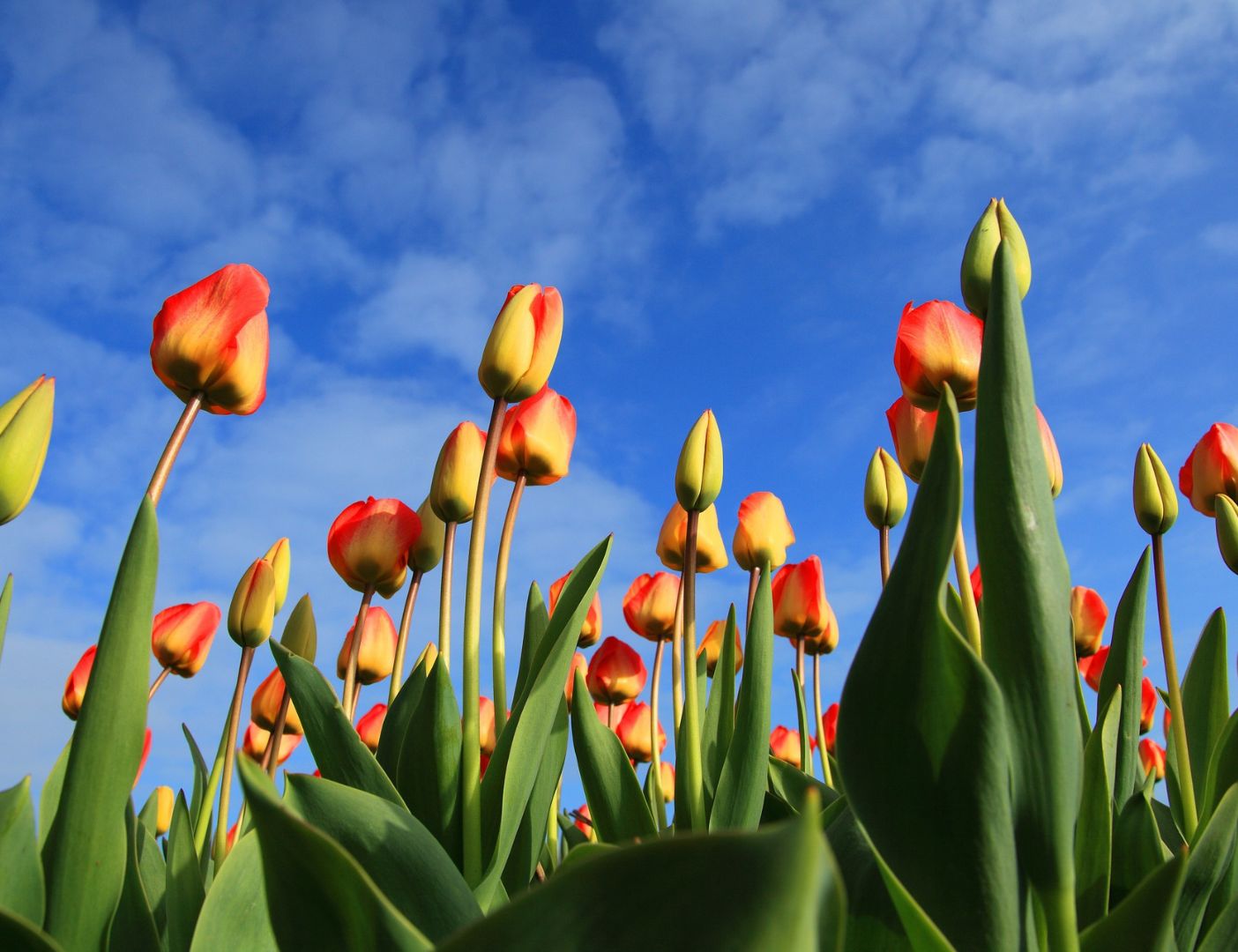 03.04.012 tulpen met blauwe lucht liggend