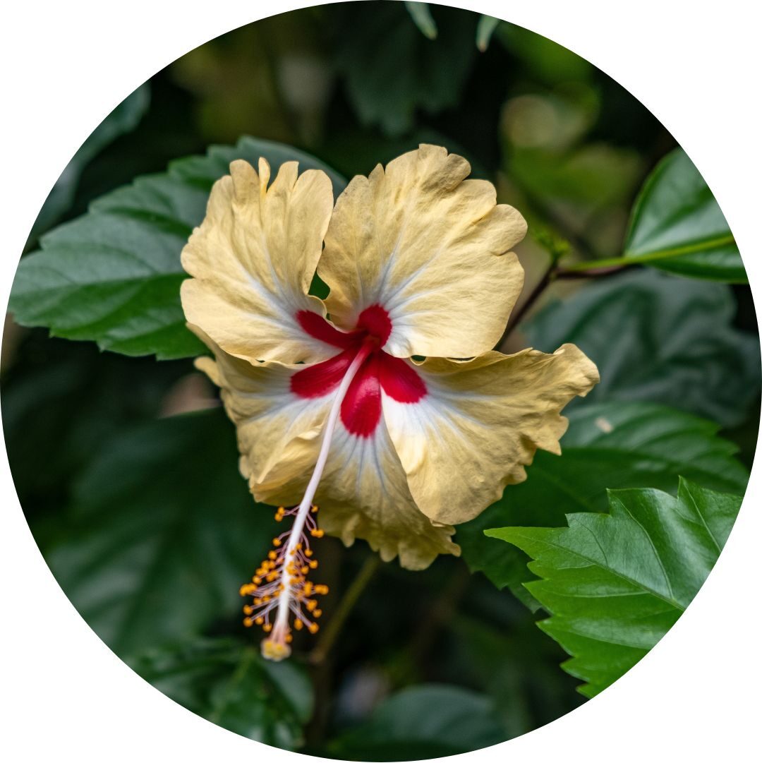 03.04.013 hawaiiaanse hibiscus cirkel