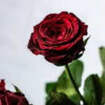 03.04.014 rode roos met druppels staand