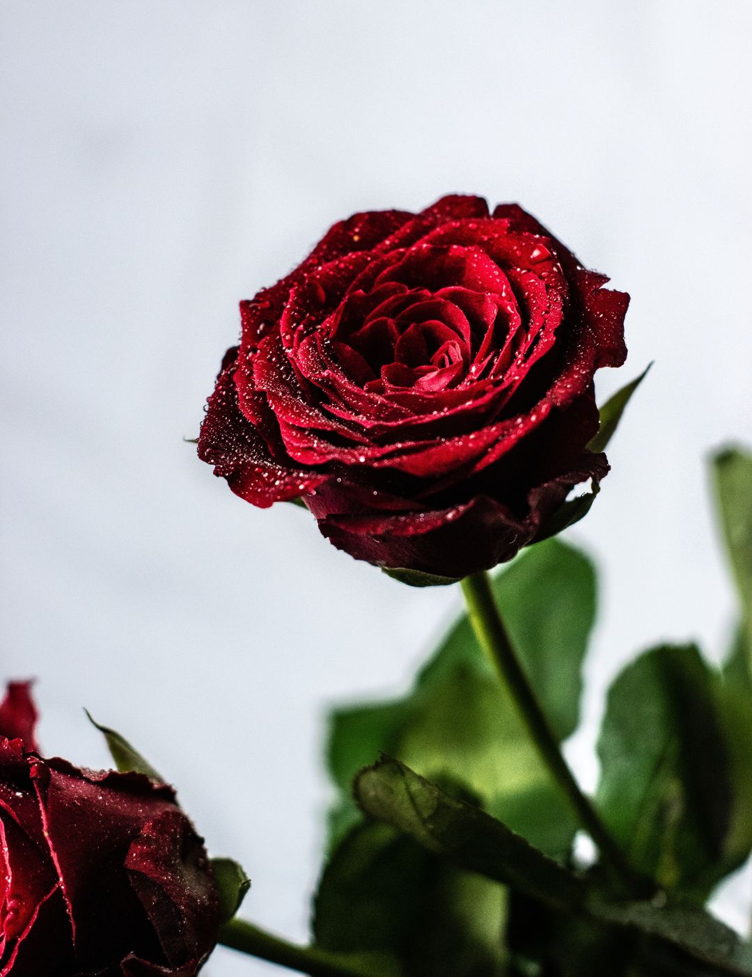 03.04.014 rode roos met druppels staand