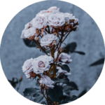 03.04.015 witte rozen met focus cirkel