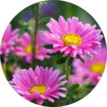 03.04.017 roze aster alpinus cirkel