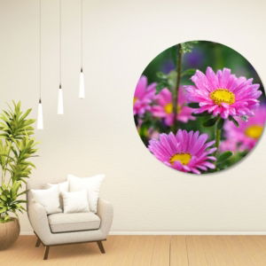 03.04.017 roze aster alpinus woonkamer sfeer cirkel