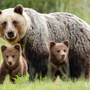 03.05.001 bruine beer met haar twee welpjes liggend
