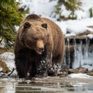 03.05.002 bruine beer in het meer liggend