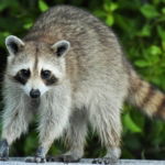 03.05.003 guadeloupe raccoon liggend