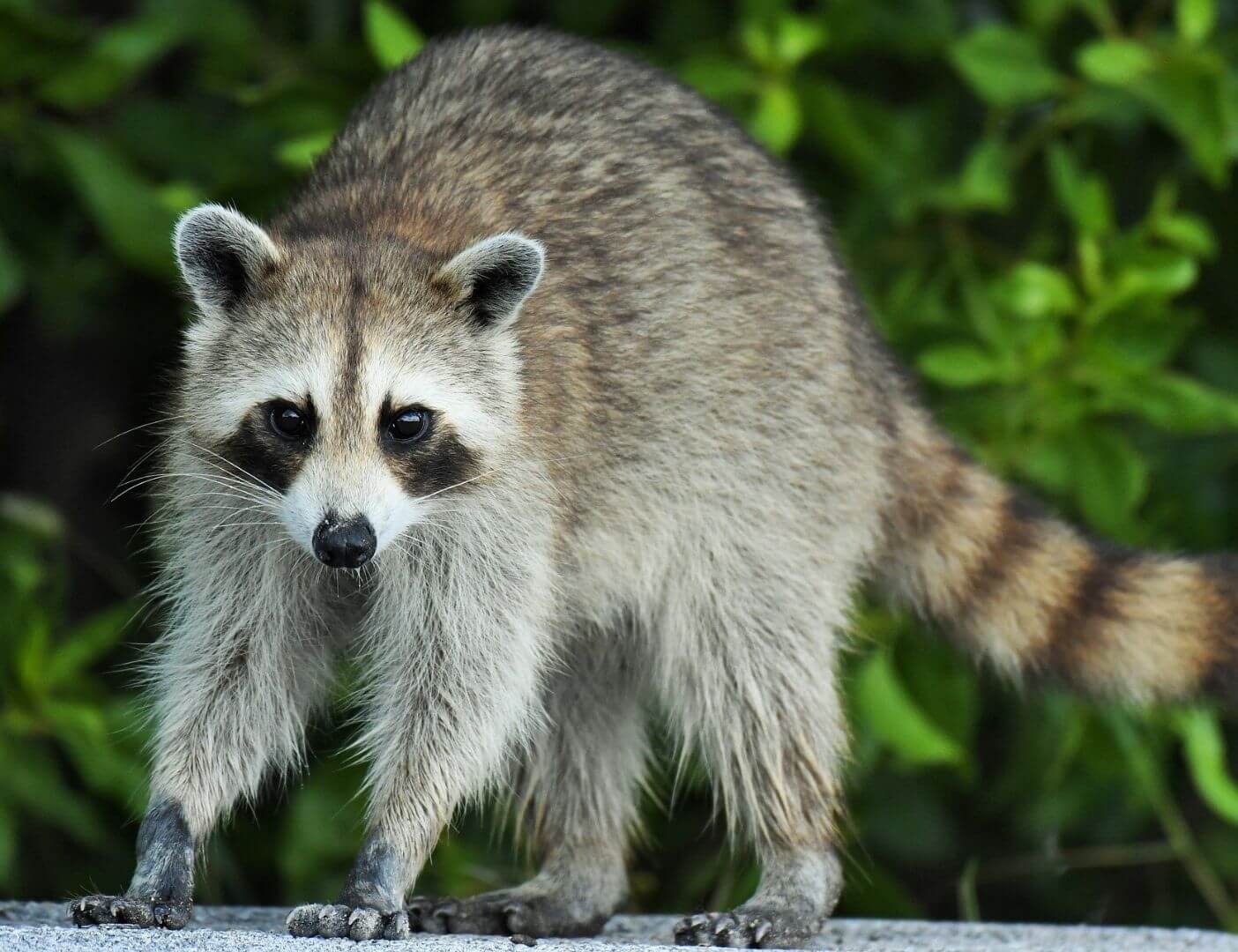 03.05.003 guadeloupe raccoon liggend
