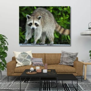 03.05.003 guadeloupe raccoon woonmaker sfeer liggend