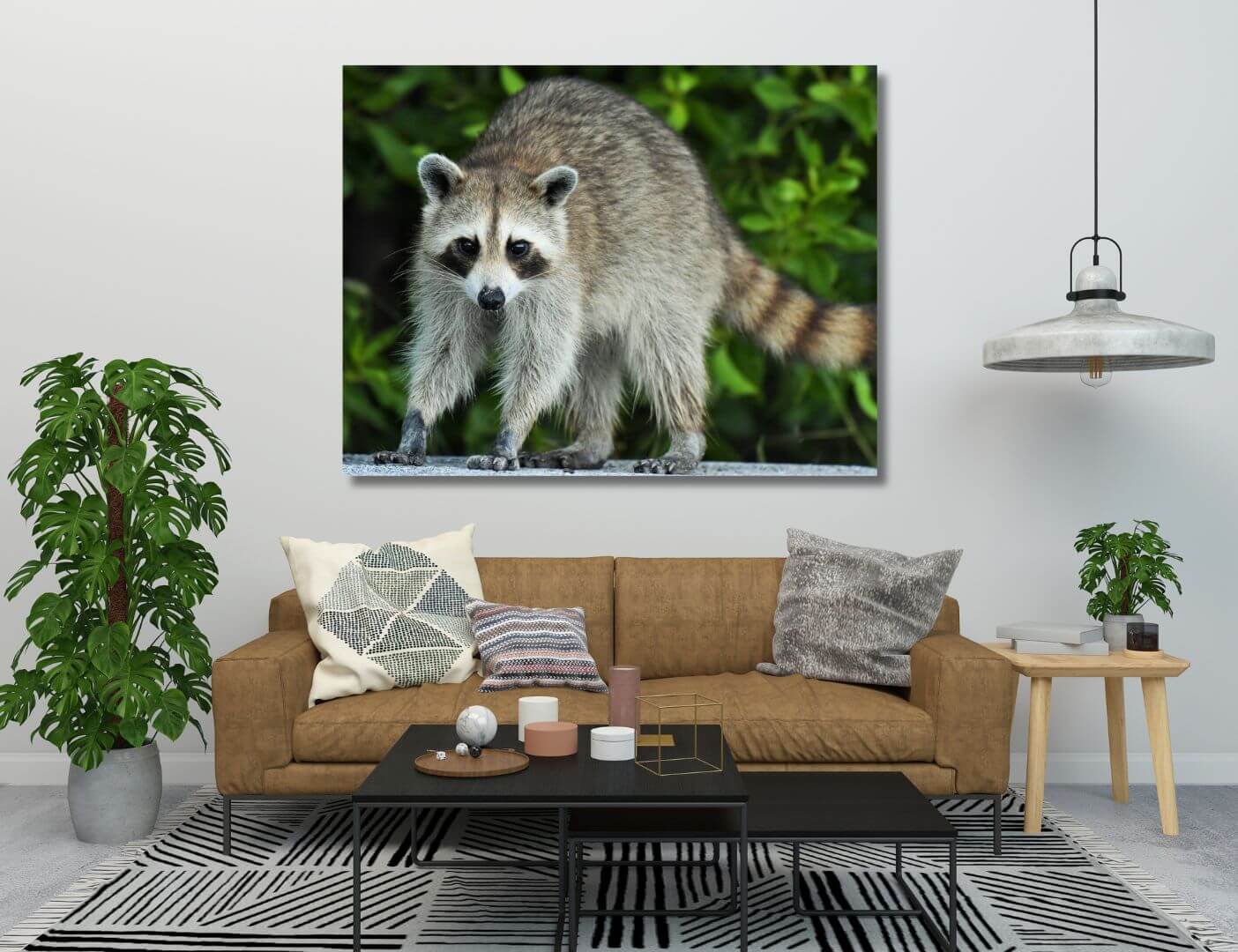 03.05.003 guadeloupe raccoon woonmaker sfeer liggend