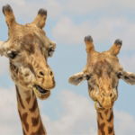 03.05.007 twee noordelijke giraffe liggend