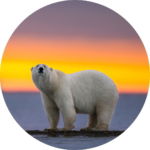 03.05.008 ijsbeer met zonsondergang cirkel