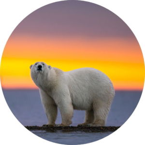 03.05.008 ijsbeer met zonsondergang cirkel