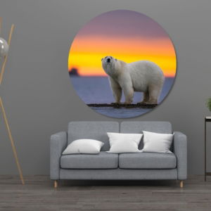 03.05.008 ijsbeer met zonsondergang woonkamer sfeer cirkel