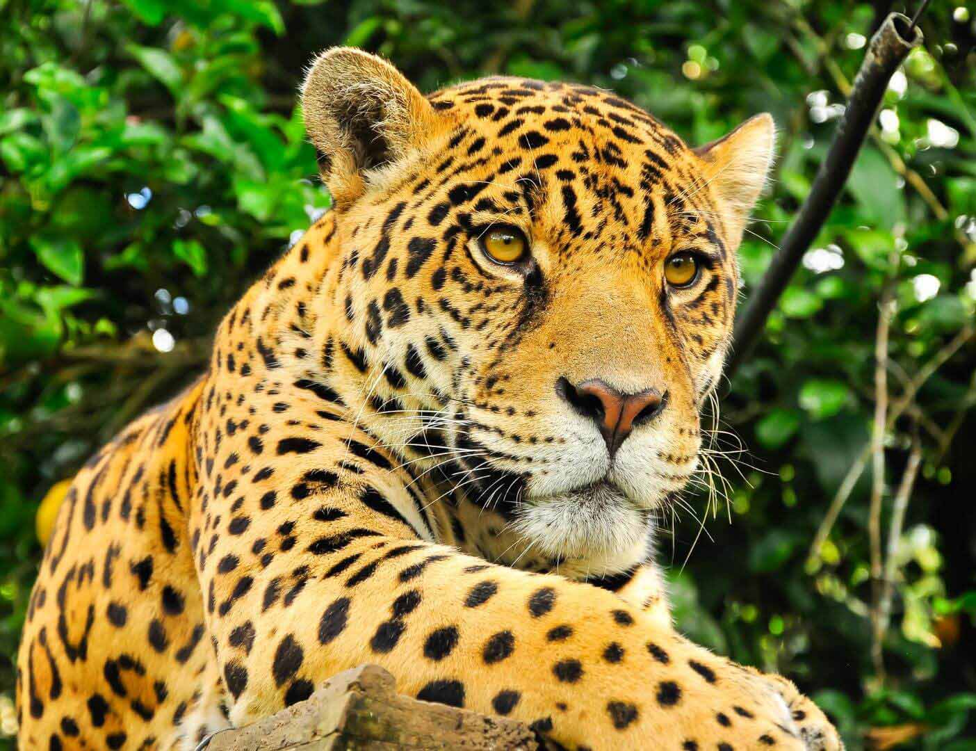 03.05.009 jaguar van dichtbij liggend