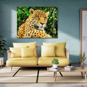 03.05.009 jaguar van dichtbij woonkamer sfeer liggend