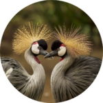 03.05.010 twee grijze kroonkraanvogels cirkel