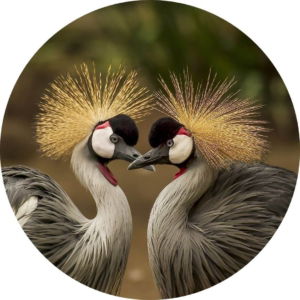 03.05.010 twee grijze kroonkraanvogels cirkel