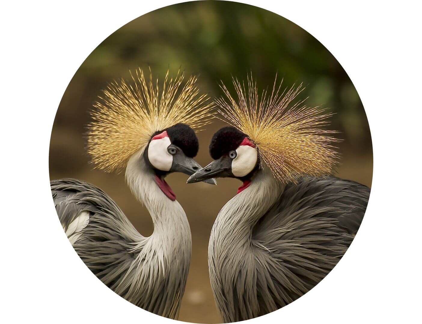 03.05.010 twee grijze kroonkraanvogels cirkel