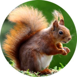 03.05.011 eekhoorn met nootje cirkel