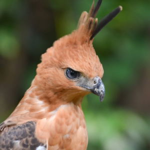 03.05.013 javaanse kuifarend staand