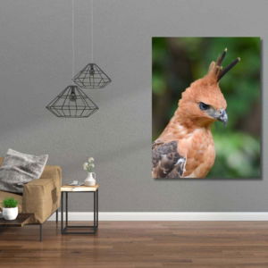 03.05.013 javaanse kuifarend woonkamer sfeer staand