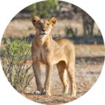 03.05.015 perzische leeuw in de natuur cirkel