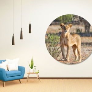 03.05.015 perzische leeuw in de natuur woonkamer sfeer cirkel