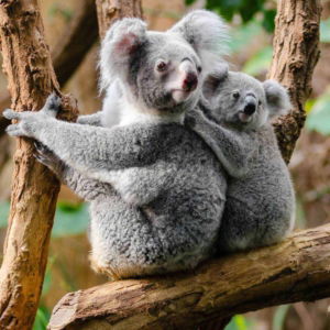 03.05.016 twee koala's zittend op tak staand
