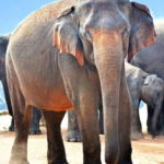 03.05.017 ceylon olifant tussen kudde staand