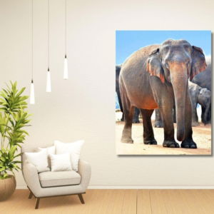 03.05.017 ceylon olifant tussen kudde woonkamer sfeer staand